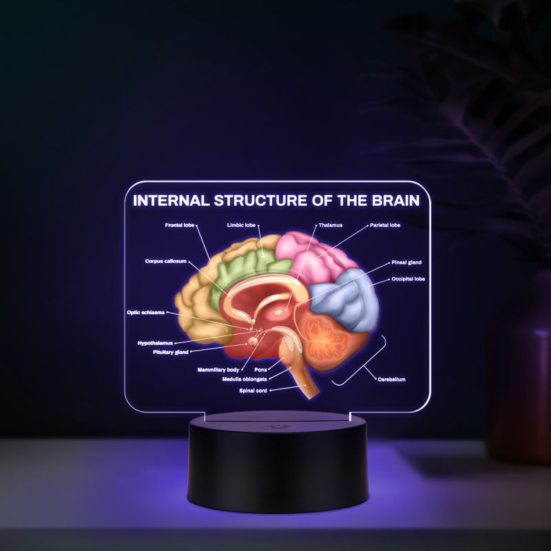3D Illusion Internal Structure of The Brain LED Lamp, Anatomical Brain Model Night Light with Color Changing Black Base, Educational Medical Decor Science Student & Doctor Clinic Decor